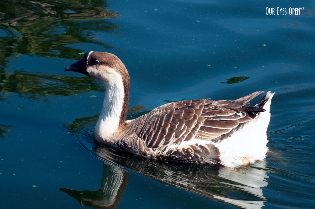 Bird Weekly – Photo Challenge – Domesticated Birds