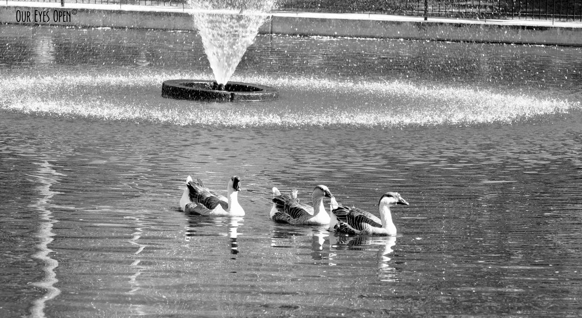 CEE’S BLACK AND WHITE PHOTO CHALLENGE – Fountains & Sprinklers