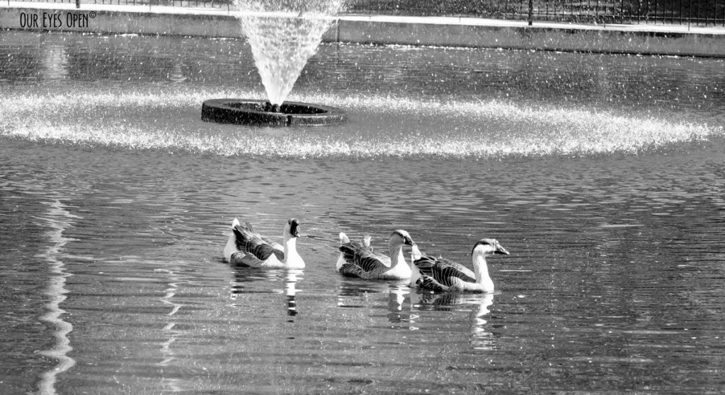 CEE’S BLACK AND WHITE PHOTO CHALLENGE – Fountains &&nbsp;Sprinklers