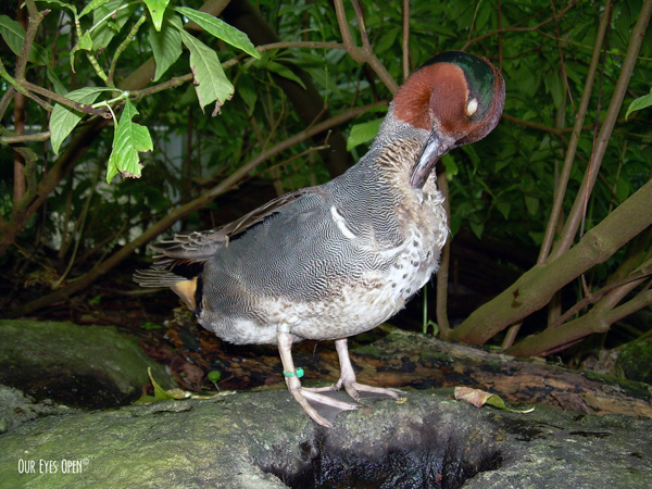 Green-winged Teal preening at the Jacksonville Zoo in their large aviary area.