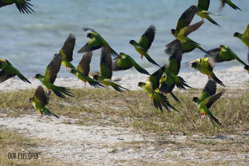 Nanday Parakeets taking off from the beach at Fort Desoto Park in Florida.
