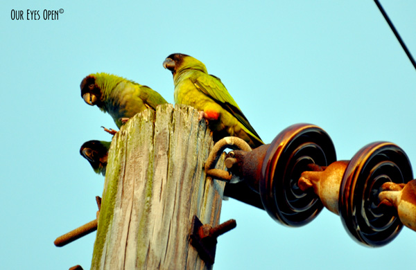 Nanday Parakeets sitting on top of an electrical pole in St. Petersburg, Florida.