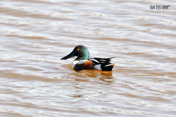 Male Northern Shoveler in Florida.