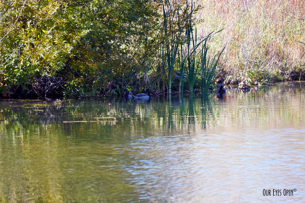 Water Water Everywhere – Golf Course Mallards