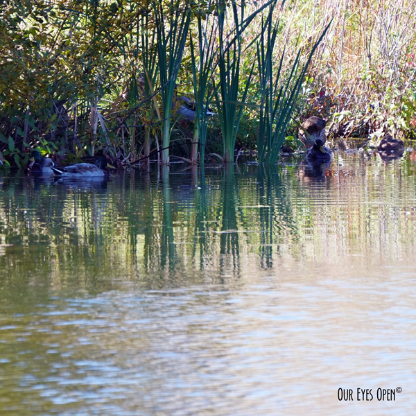 Mallards on a pond at Bridger Creek Golf Course in Bozeman, Montana.