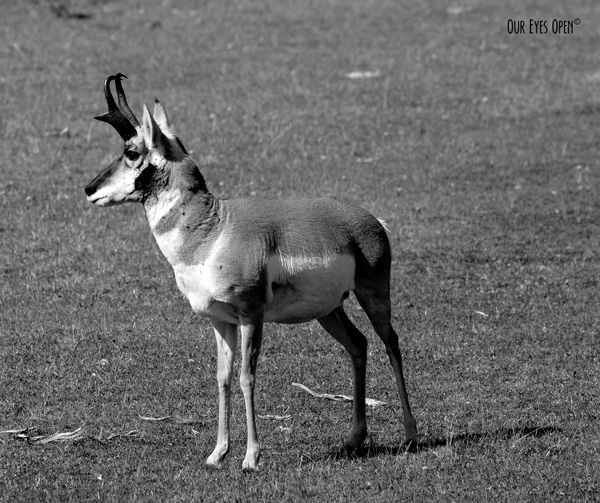CEE’S BLACK AND WHITE PHOTO CHALLENGE – Horns