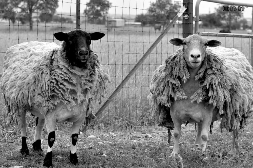 CEE’S BLACK AND WHITE PHOTO CHALLENGE – Pets & Farm Animals