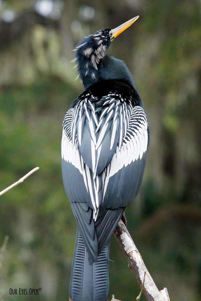 Bird Weekly – Photo Challenge – Birds Starting with an&nbsp;“A”