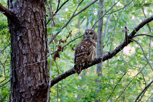 Barred Owl at Reddie Point Preserve in Jacksonville, Florida.