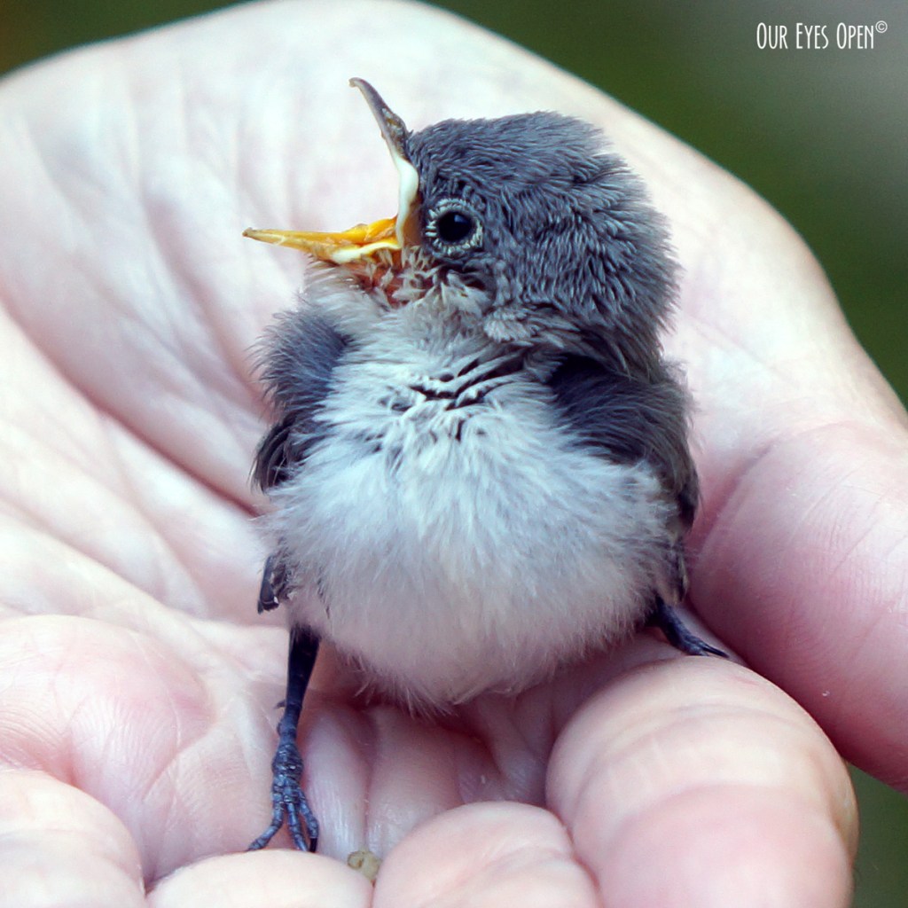 Bird Weekly – Photo Challenge –&nbsp;Macro/Close-Ups