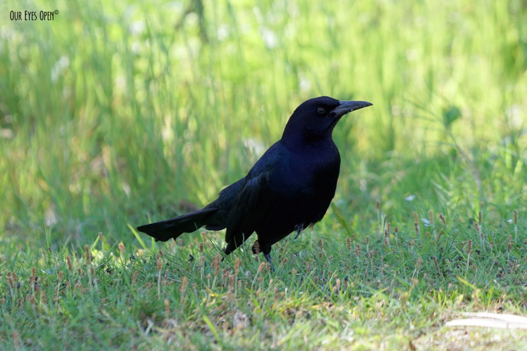 Bird Weekly – Photo Challenge – Birds with Black&nbsp;Feathers