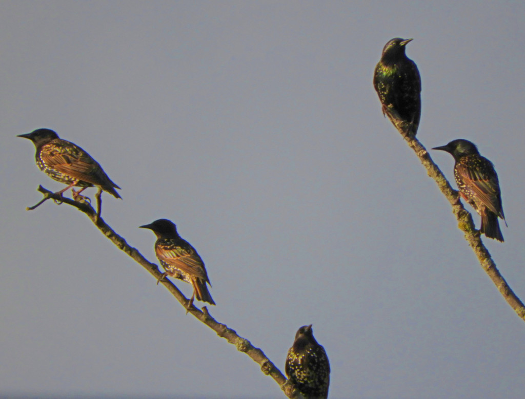 V.J.'s European Starlings