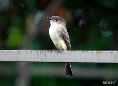 My Eastern Phoebe