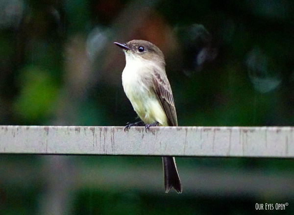 Eastern Phoebe who has been seen in our yard for about 2 weeks.