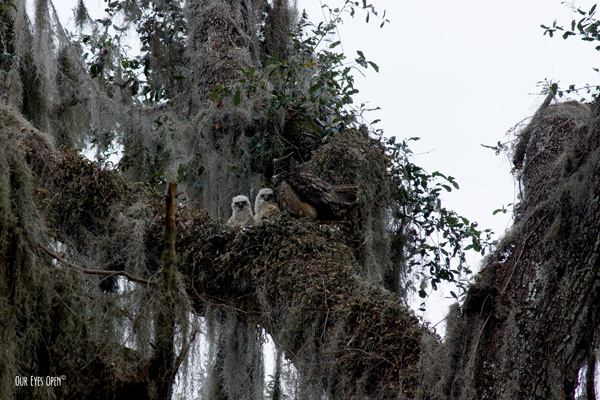 Pair of Great Horned Owl chicks with the female taking a nap in a large live oak tree in Gainesville, FL.