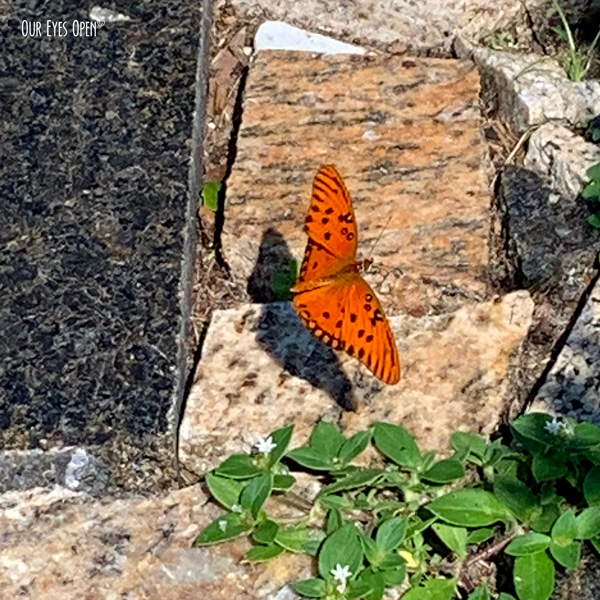 Gulf Fritillary Butterfly crossed my path today with it's orange and black colors.
