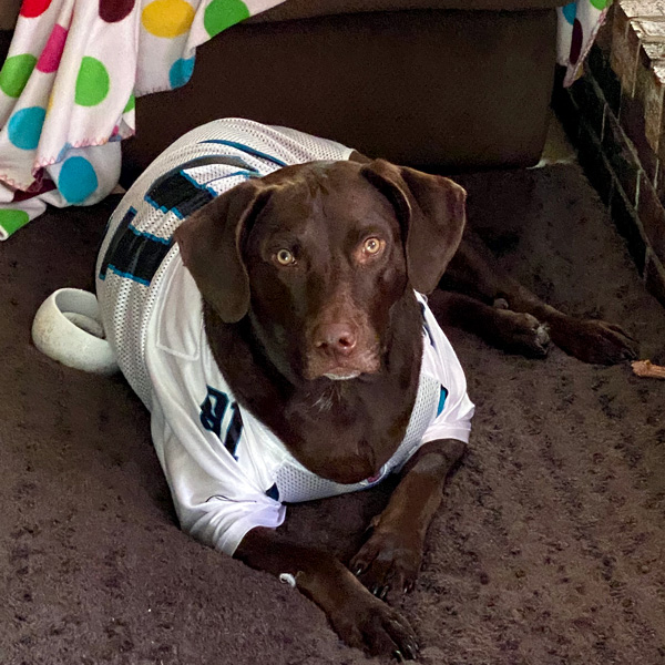 @memphisjackson18 is a chocolate lab mix who thinks he is a 102 pound human with kind green eyes.