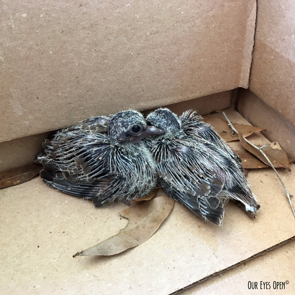 Two Mourning Dove chicks who were in a hidden nest in the backyard came down with a nest after a limb was cut.