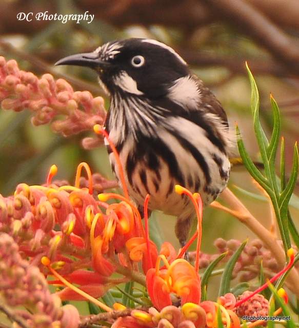 Wooley's New Holland Honey Eater