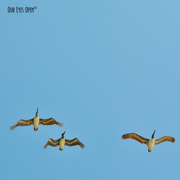 3 of a kind Brown Pelicans in flight overhead.