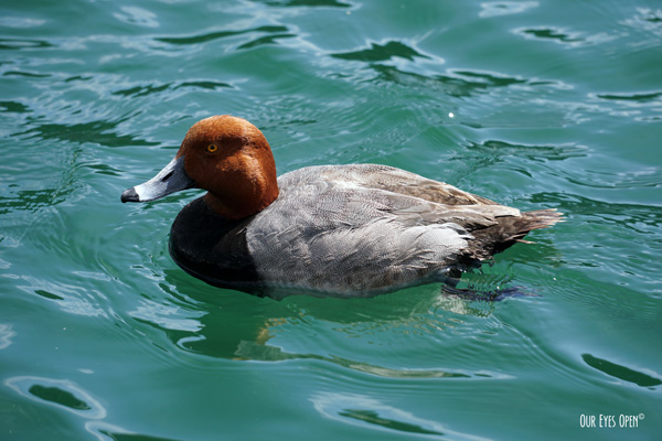 Redhead Duck floating in Lake Mead in Boulder City, Nevada.