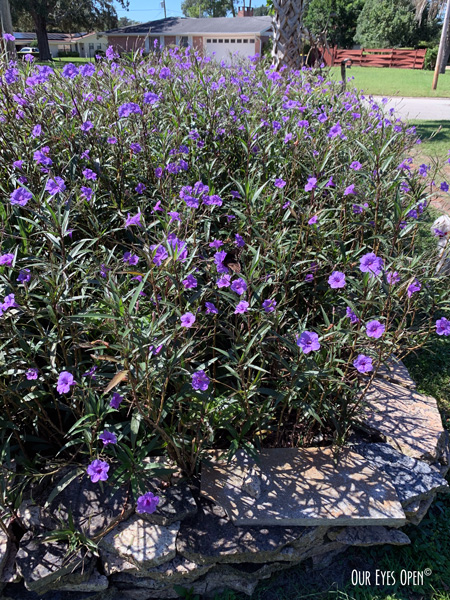 Mexican Petunias in full bloom in the front yard is the last photo taken with my IPhone in September.
