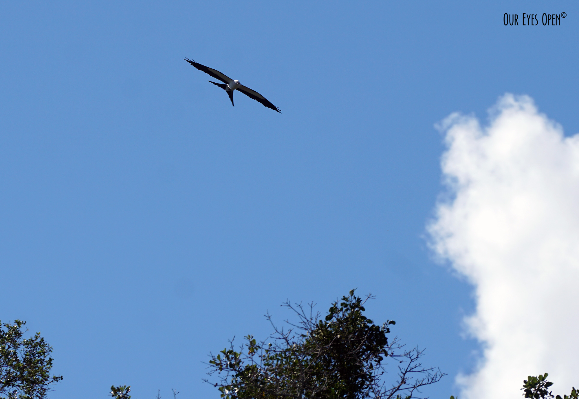 Swallow-tailed Kite flying low above our front yard.