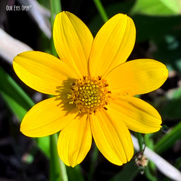 Yellow wildflower in Okefenokee Wildlife Refuge.