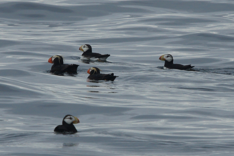 Beth's Puffins