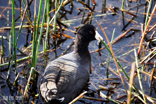 American Coot hanging out at Merritt Island Wildlife Management in Titusville, Florida.