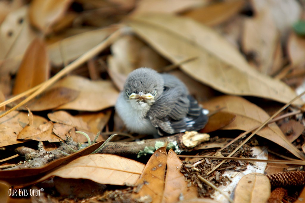 Blue-gray Gnatcatcher sitting upon a bed of dried oak leaves after falling from the nest by gusty winds.