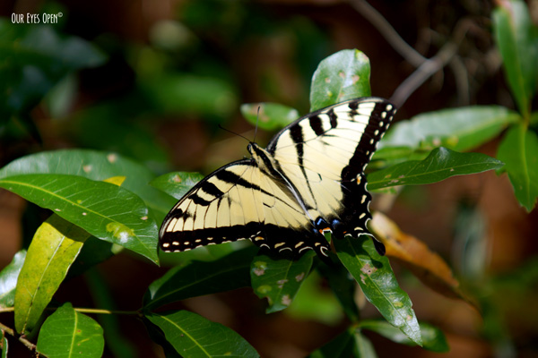 Butterfly perched upon some leaves.