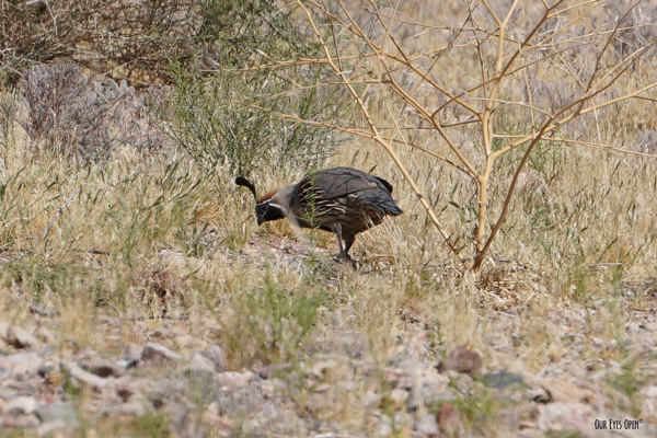 Gambel's Quail seen running around the grounds at Lake Mead in Nevada.