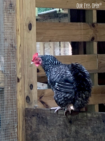 Hen balancing on a wood door in the chicken coop at Tree Hill Nature Preserve in Jacksonville, Florida.