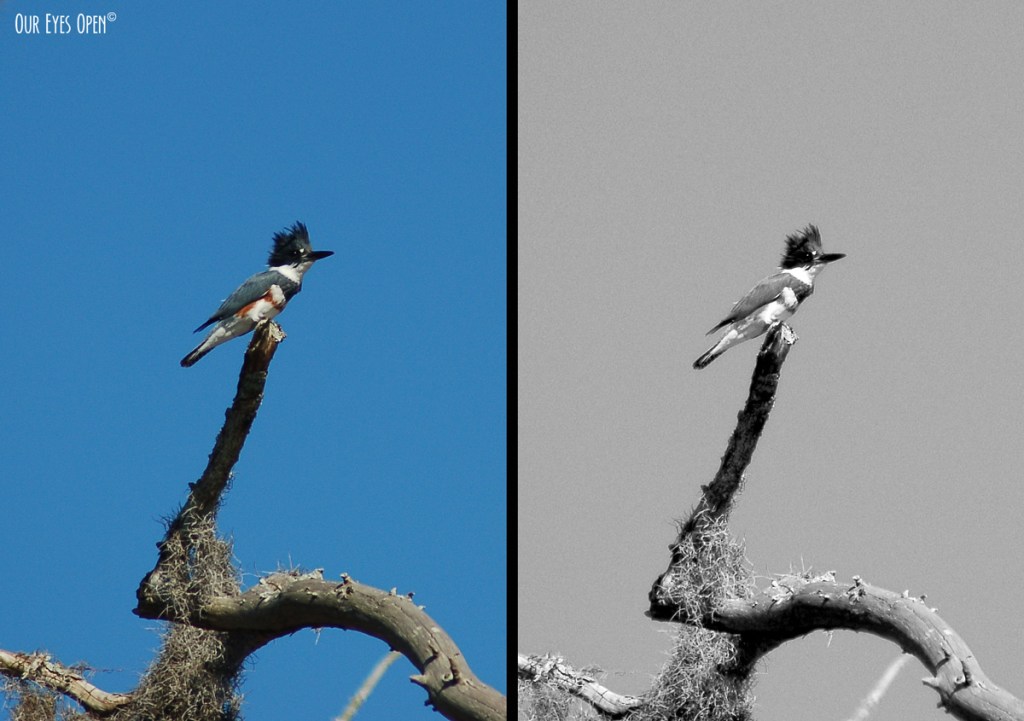 Bird Weekly – Photo Challenge – Birds in color and&nbsp;Mono