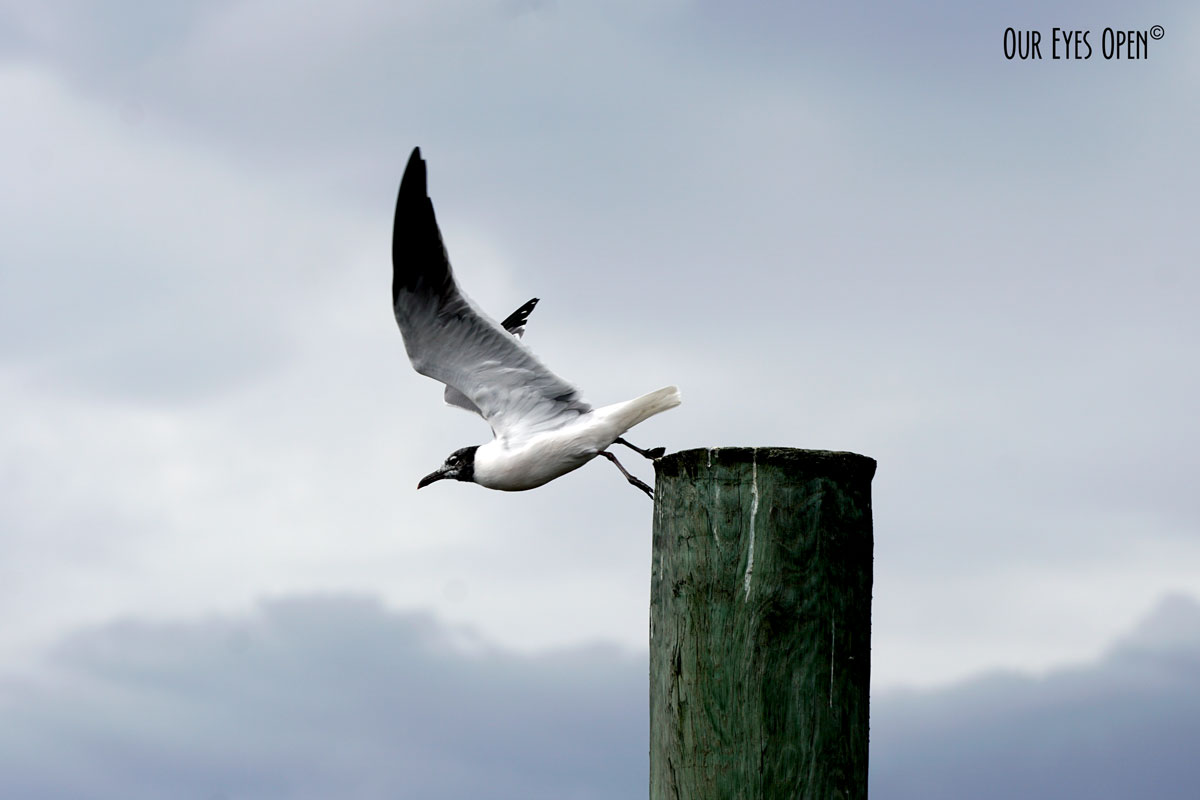 Bird Weekly – Photo Challenge – Shorebirds