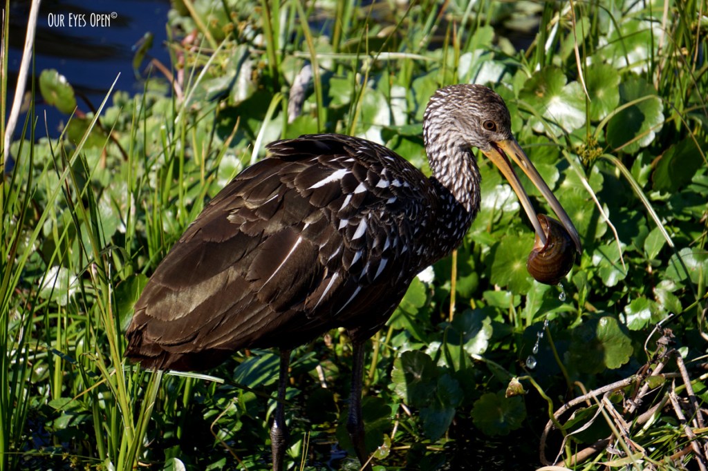 Bird Weekly – Photo Challenge – Long legged&nbsp;Birds