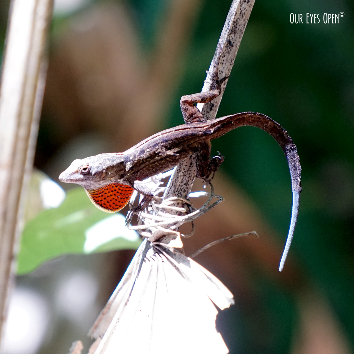 #WordlessWednesday – Lizard Life