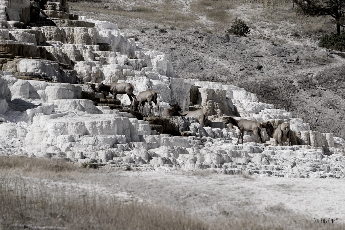 CEE’S BLACK AND WHITE PHOTO CHALLENGE – Patterns In Nature