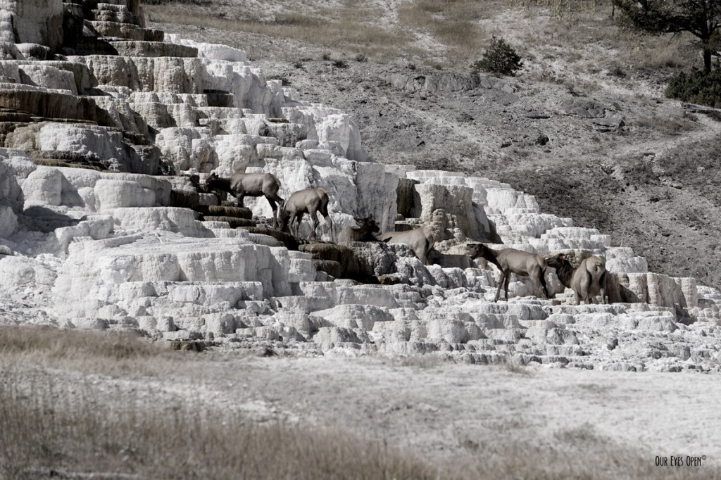 CEE’S BLACK AND WHITE PHOTO CHALLENGE – Patterns In&nbsp;Nature