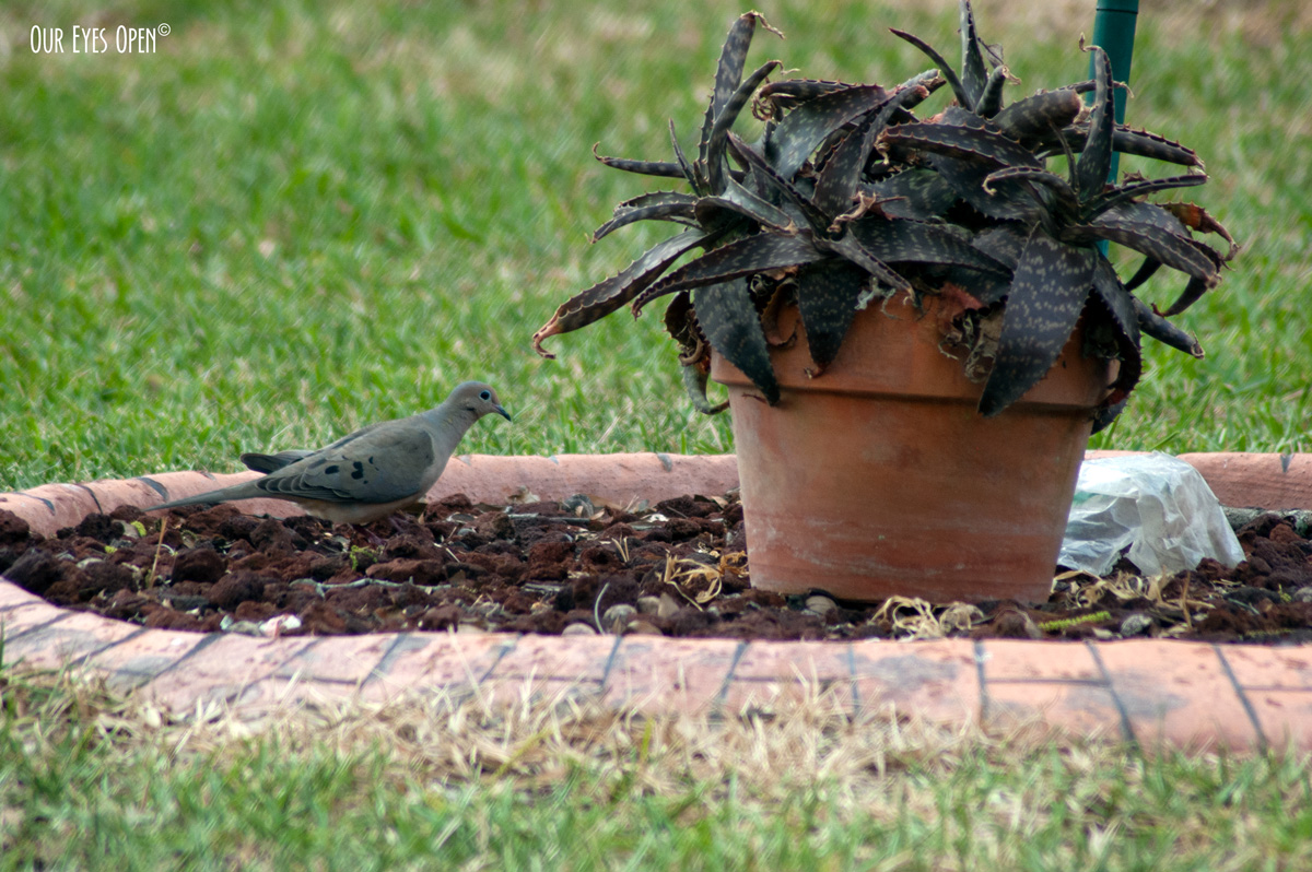 #WordlessWednesday – Mourning Dove