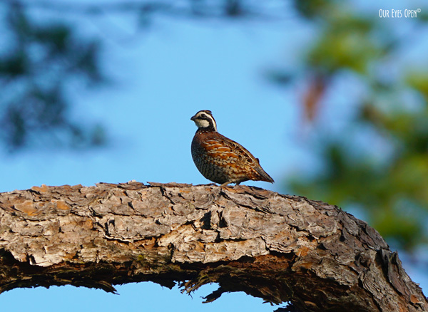 Northern Bobwhite seen at the entrance of Okefenokee Wildlife Management Area in Folkston, Georgia.
