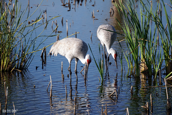 Sandhill Cranes foraging at Viera Wetlands in Viera, Florida.