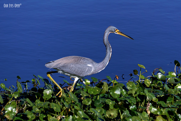 A-Z Challenge – H is for Heron