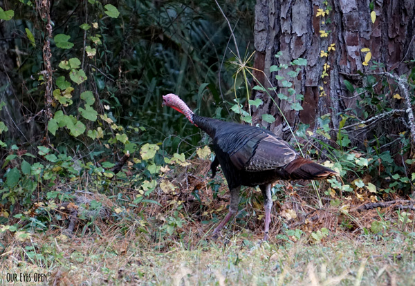 Wild Turkey in Salt Springs, Ocala National Forest, Fort McCoy, Florida.