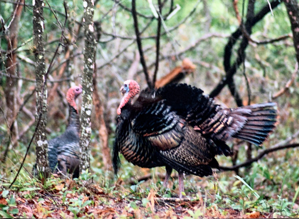Wild Turkey getting ready to spar.