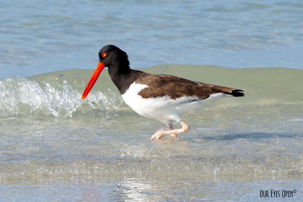 Bird Weekly – Photo Challenge – Birds in or Near the Water or&nbsp;Snow