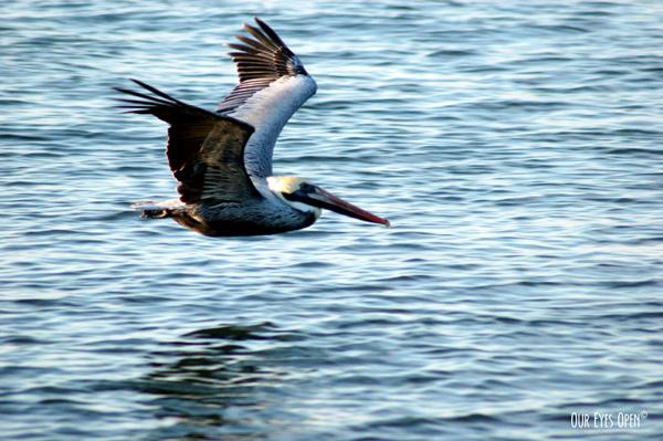 Brown Pelican soaring just above the water at Fort Clinch State Park in Fernandina, Florida.