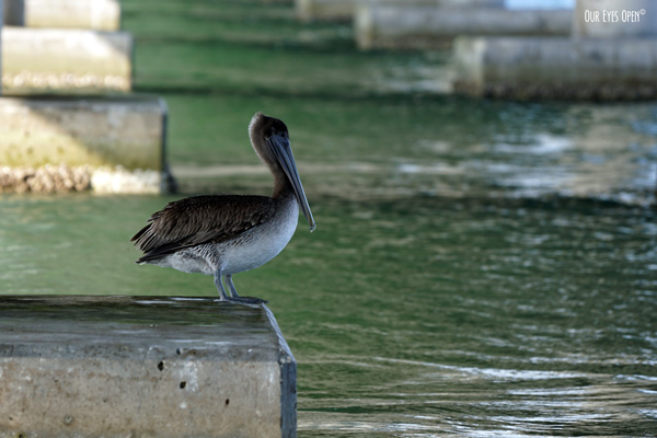 Brown Pelican perched on the pilons under a bridge for some shade on a warm day in Tampa Bay.