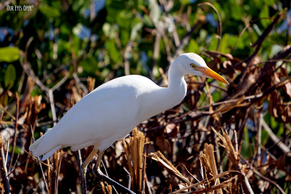 Cattle Egret stalking its prey at Sweetwater Preserve in Gainesville, Florida.